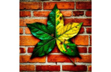 Последний лист